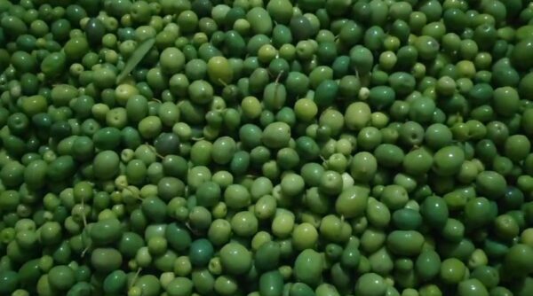 Halhalı Zeytin - 1000gr