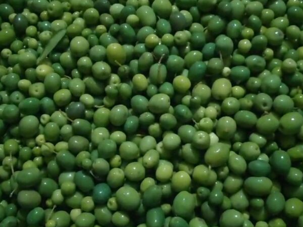 Halhalı Zeytin - 2000gr